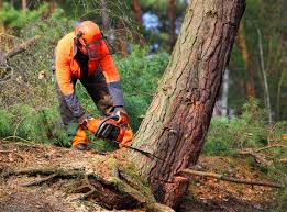 How Our Tree Care Process Works  in Cypress Quarters, FL